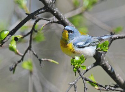 Northern parula