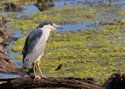 Black-crowned night-heron