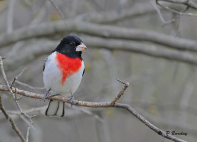 Rose-breasted grosbeak (m)