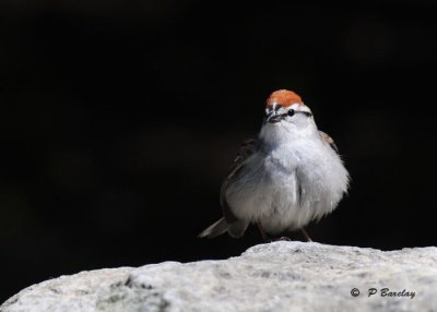 Chipping sparrow