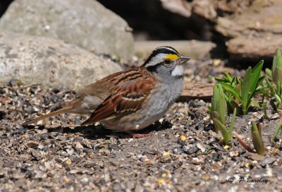 White-throated sparrow