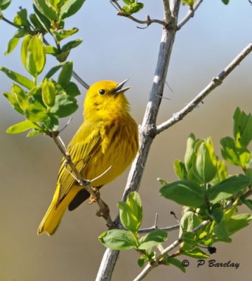 Yellow warbler