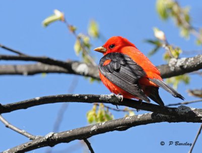 Scarlet tanager (m)