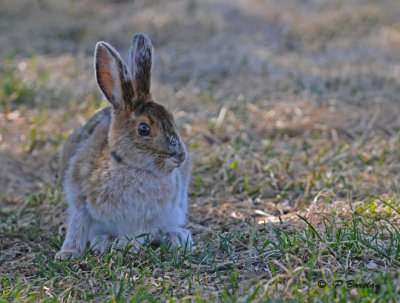 Snowshoe hare