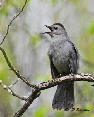 Catbird