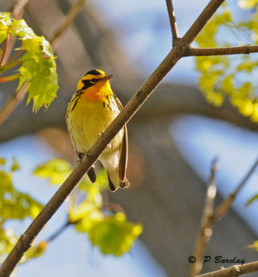 Blackburnian warbler