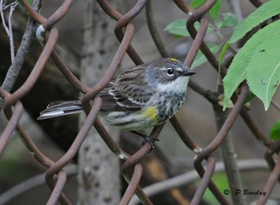 Yellow-rumped warbler (f)