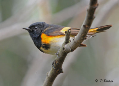 American redstart (m)