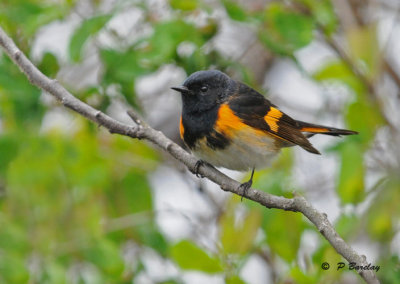 American redstart (m)