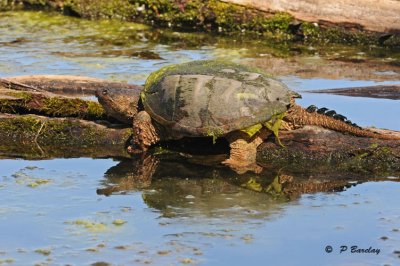 Snapping turtle