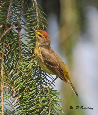 Palm warbler