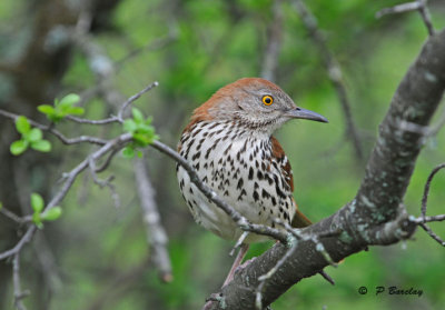 Brown thrasher: SERIES