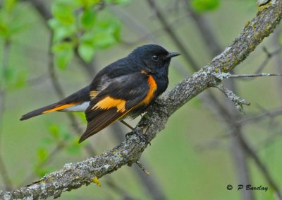 American redstart (m)