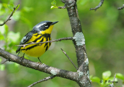 Magnolia warbler