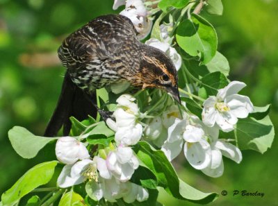 Red-winged blackbird (f)