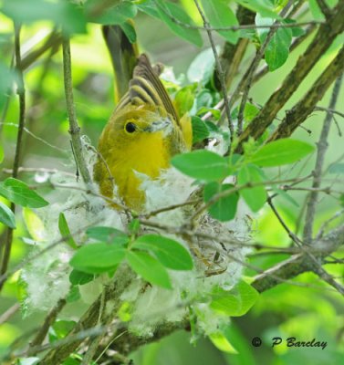 Yellow warbler (f):  SERIES