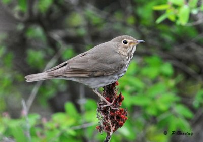 Swainson's thrush