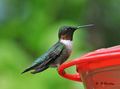 Ruby-throated hummingbird (m)