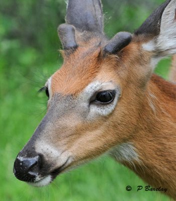 Young white-tailed deer (m):  SERIES