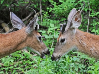 Young white-tailed deer (m)