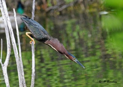 Green heron