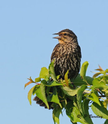 Red-winged blackbird (f)