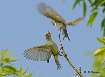 Warbling vireos