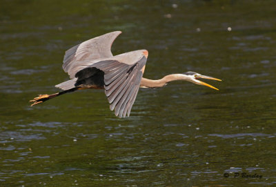 Great blue heron