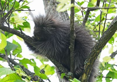 Porcupine