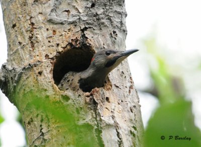 Northern flicker (juv)