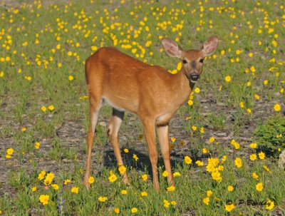 White-tailed deer (juv)