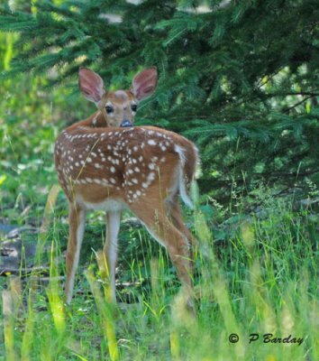 White-tailed deer (juv)