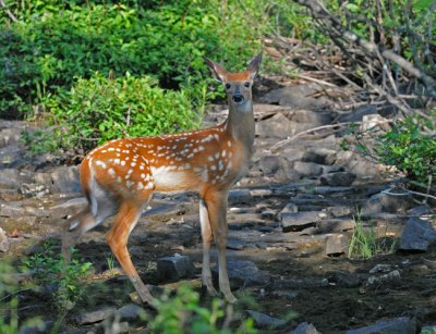 White-tailed deer (juv)