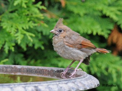 Northern cardinal (juv)