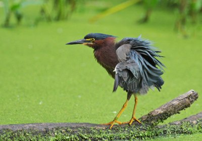 Green heron