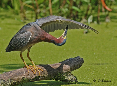 Green heron