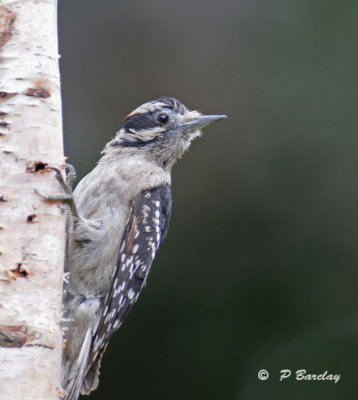 Downy woodpecker (m):  SERIES