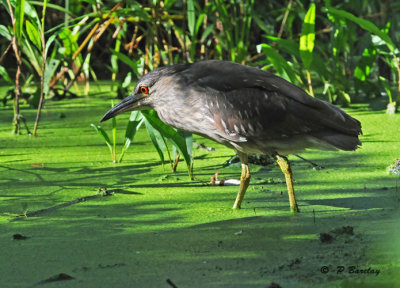 Black-crowned night-heron (juv)