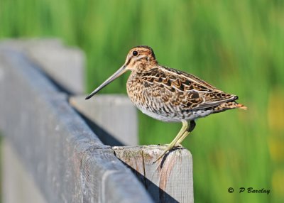 Wilson's snipe