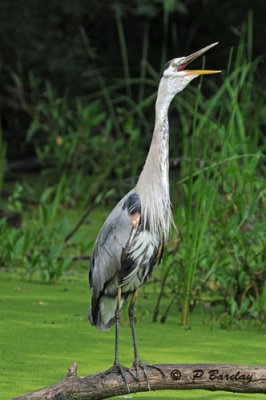 Great blue heron: SERIES