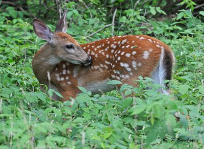 White-tailed deer (fawn)