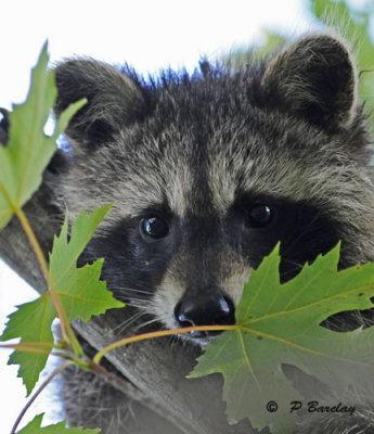 Raccoon (juv)