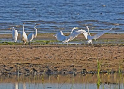 Great egrets:  SERIES