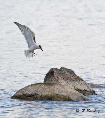 Common tern (juv)