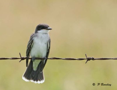 Eastern kingbird