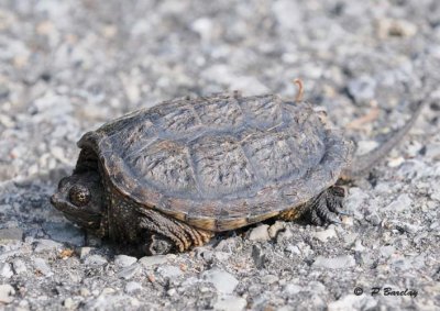 Baby snapping turtle