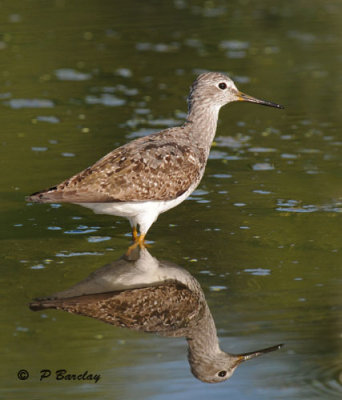 Lesser yellowlegs