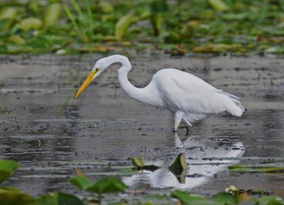 Great egret