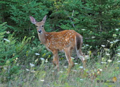White-tailed deer (fawn)