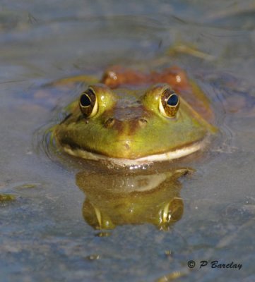 Bullfrog